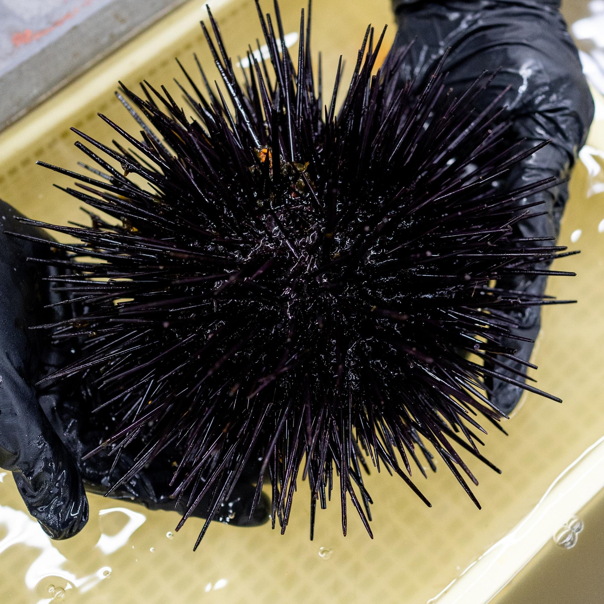 Uni, ウニ (Sea Urchin) — Sushi Modern