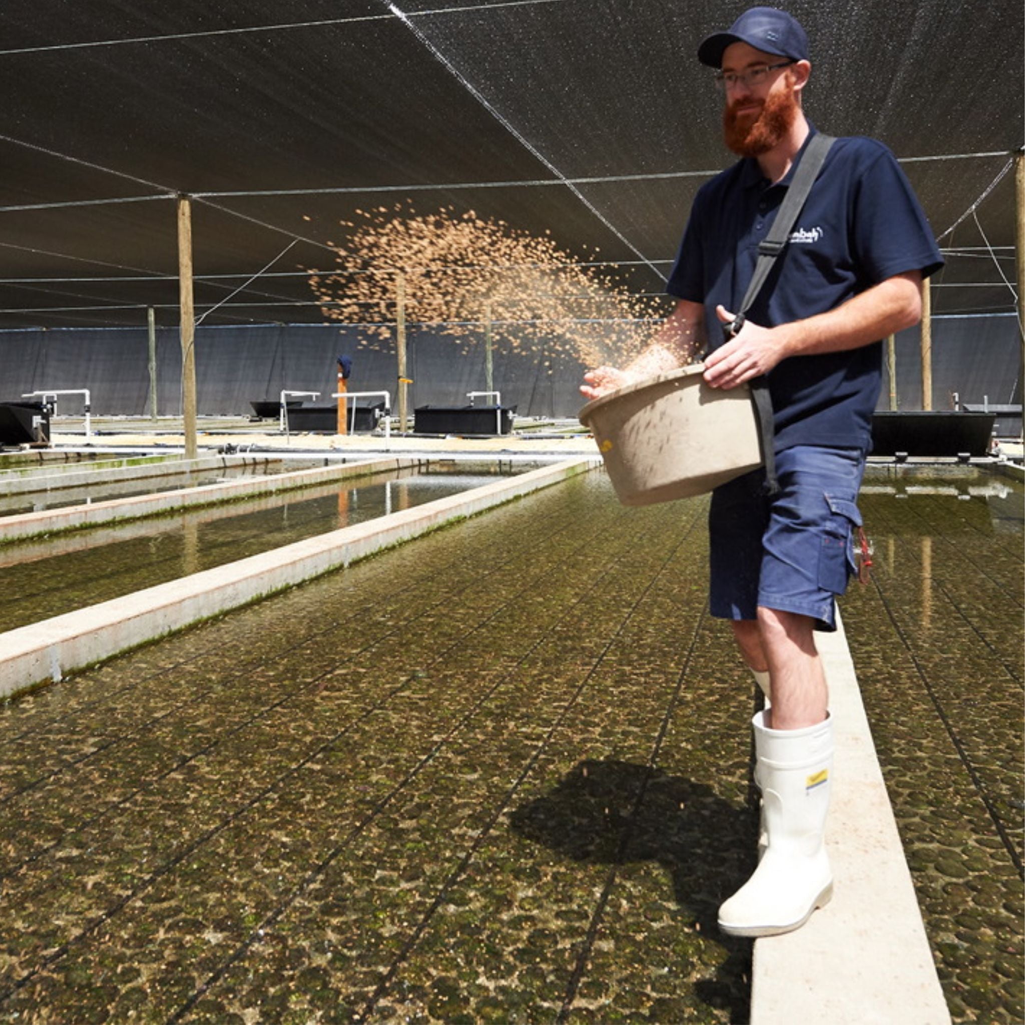 オーストラリア産アワビ（冷凍8個入り） – Maruhide Marine Products